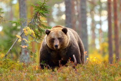 Gros ours brun dans une forêt en regardant la caméra