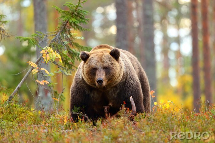 Papier peint  Gros ours brun dans une forêt en regardant la caméra