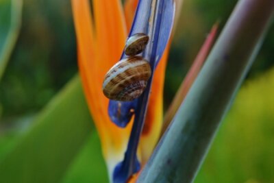 Papier peint  Gros plan d'escargots sur Strelitzia reginae fleur