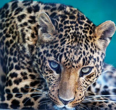 Gros plan d'un léopard