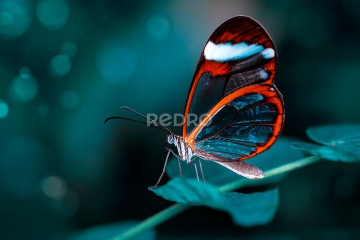 Papier peint  Gros plan d'un magnifique papillon dans un jardin estival