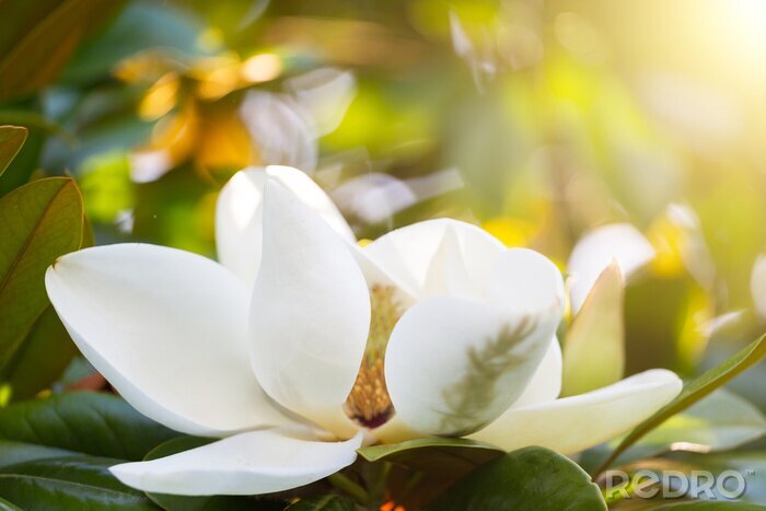 Papier peint  Gros plan d'un magnolia en fleurs