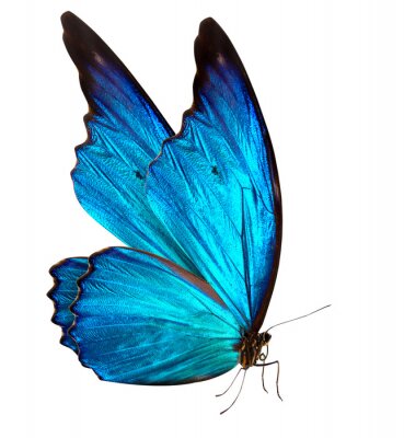 Gros plan d'un papillon aux ailes bleues