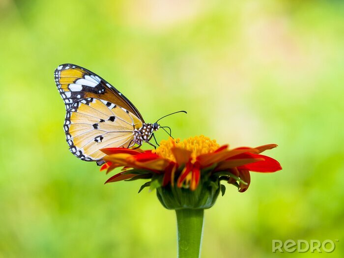 Papier peint  Gros plan d'un papillon sur une fleur