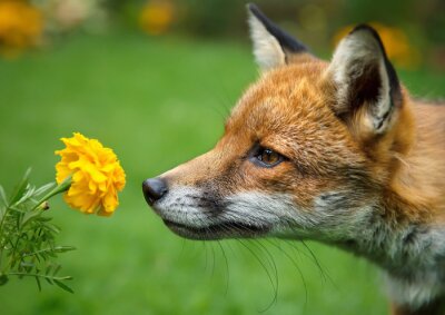 Gros plan d'un renard rouge sent le souci de la fleur