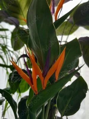 Papier peint  Gros plan d'un Strelitzia reginae