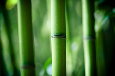 Gros plan d'un tronc de bambou