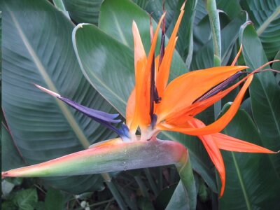 Papier peint  Gros plan d'une belle fleur d'oiseau orange paradis lumineux sur le fond de puissantes feuilles vertes. Strelitzia reginae