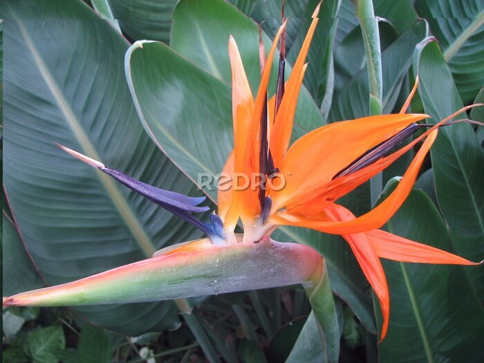 Papier peint  Gros plan d'une belle fleur d'oiseau orange paradis lumineux sur le fond de puissantes feuilles vertes. Strelitzia reginae