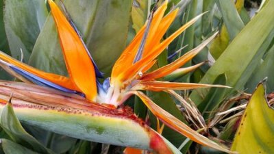 Papier peint  Gros plan d'une belle fleur lumineuse de Strelitzia Reginae (fleur d'oiseau de paradis)