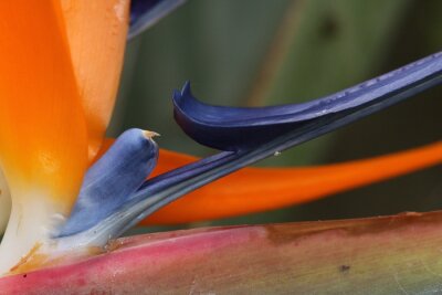 Papier peint  Gros plan d'une fleur de Strelitzia ou d'un oiseau de paradis.