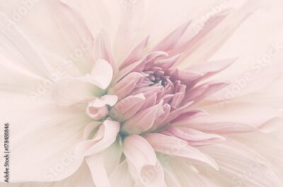 Papier peint  Gros plan d'une fleur rose