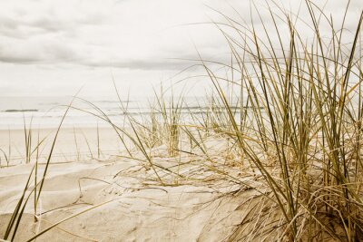Papier peint  Gros plan d'une herbe sur une plage pendant la saison nuageux
