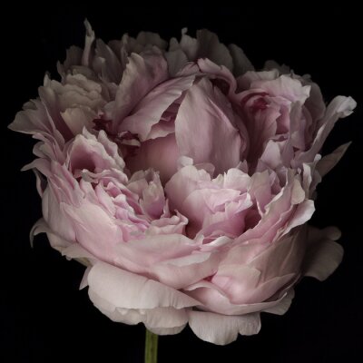 Papier peint  Gros plan d'une pivoine rose