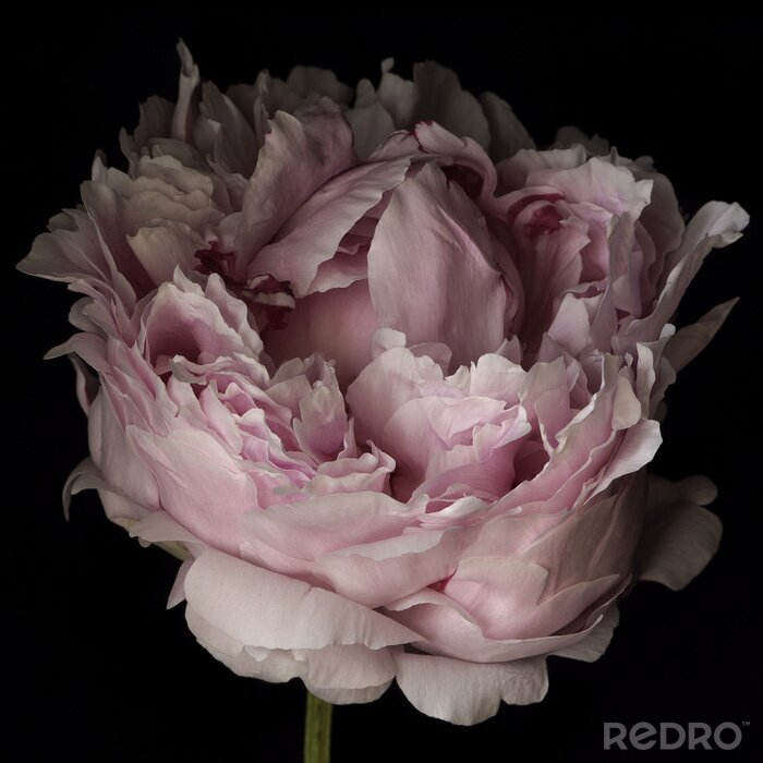 Papier peint  Gros plan d'une pivoine rose