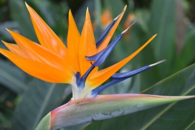 Papier peint  Gros plan d'une plante colorée de strelitzia - fleur d'oiseau de paradis