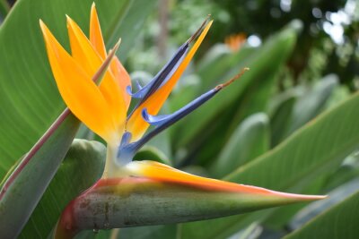 Papier peint  Gros plan d'une plante colorée de strelitzia - fleur d'oiseau de paradis