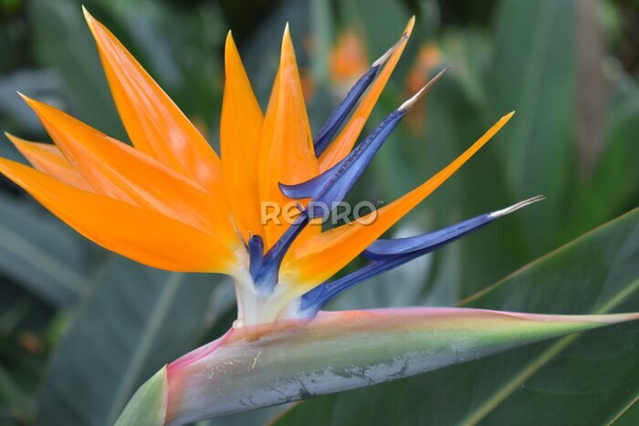 Papier peint  Gros plan d'une plante colorée de strelitzia - fleur d'oiseau de paradis