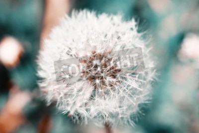 Papier peint  Gros plan d'une tête de pissenlit