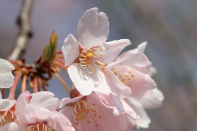 Gros plan de fleurs de cerisier