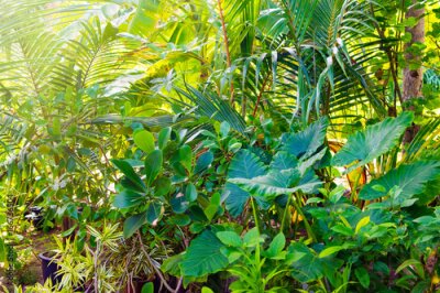 Papier peint  Gros plan de l'image d'un magnifique jardin tropical avec palme, calathea, strelitzia.