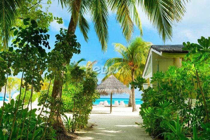 Papier peint  Gros plan de l'image d'un magnifique jardin tropical avec palme, calathea, strelitzia.