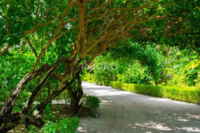 Papier peint  Gros plan de l'image d'un magnifique jardin tropical avec palme, calathea, strelitzia.