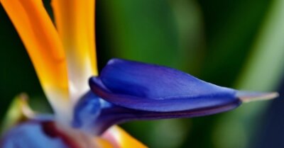 Papier peint  Gros plan de la belle fleur de Strelitzia reginae