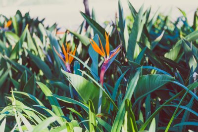 Papier peint  gros plan de la belle strelitzia subtropicale plante d'oiseau de paradis