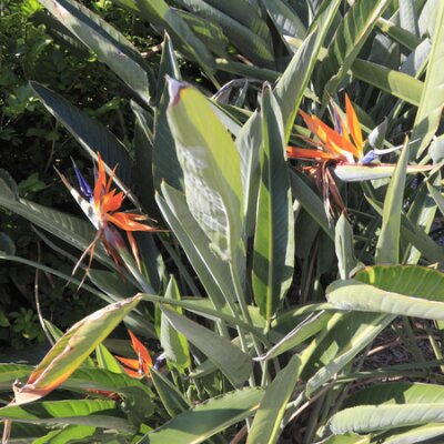 Papier peint  Gros plan de la floraison Oiseau de paradis ou grue fleurs, nom botanique de strelitzia reginae, vus en plein air dans le sud-est de la Floride sur une journée très ensoleillée