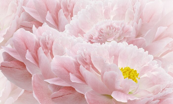 Papier peint  Gros plan de pivoines roses