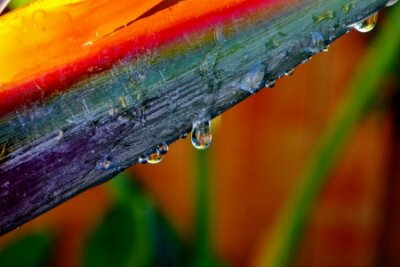 Papier peint  Gros plan, de, reginae, strelitzia, fleur, à, gouttes pluie