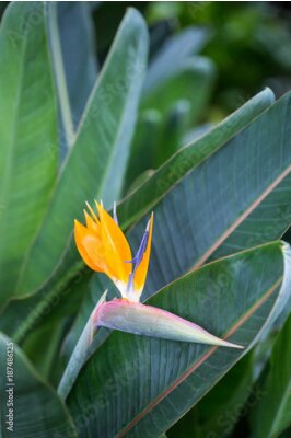 Papier peint  Gros plan de Strelitzia ou Bird of Paradise Flower, Afrique du Sud