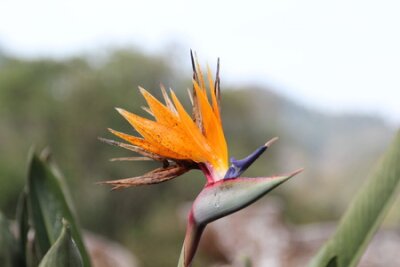 Papier peint  Gros plan de Strelitzia reginae ou oiseau de paradis de fleurs dans le jardin.