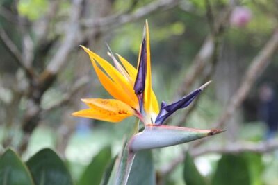 Papier peint  Gros plan de Strelitzia reginae ou oiseau de paradis de fleurs dans le jardin.