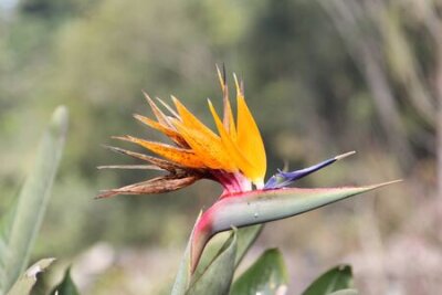 Papier peint  Gros plan de Strelitzia reginae ou oiseau de paradis de fleurs dans le jardin.