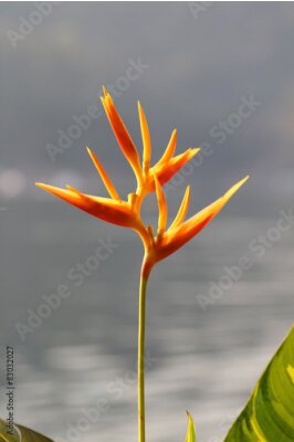 Papier peint  Gros plan de Strelitzia reginae ou oiseau de paradis fleur.