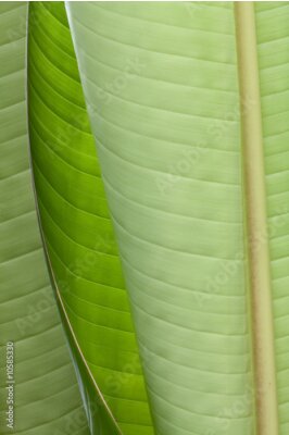 Papier peint  Gros plan des feuilles de géant oiseau de paradis (Strelitzia Nicolai)