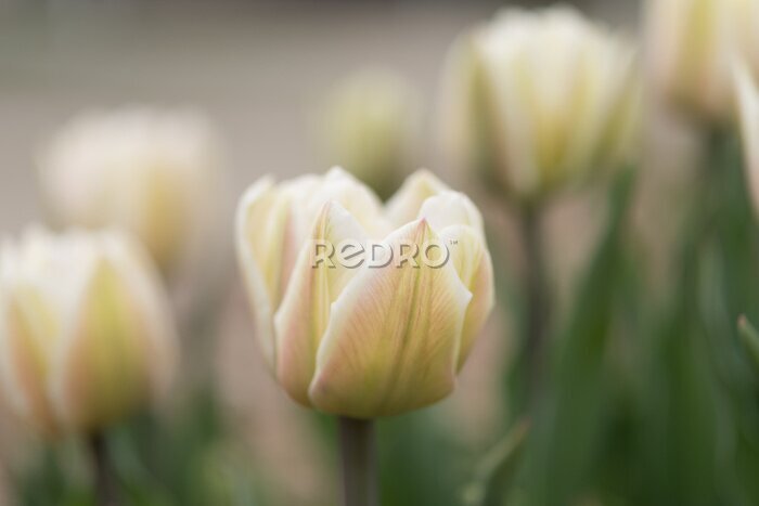 Papier peint  Gros plan fleur de tulipe blanche