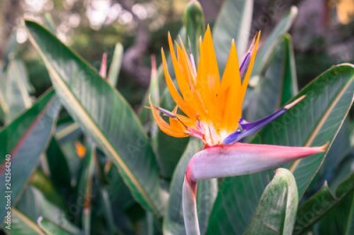 Papier peint  Gros plan, fleur, oiseau paradisiaque, (strelitzia, reginae), californie