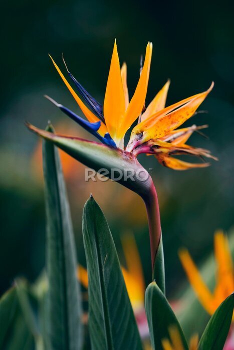 Papier peint  Gros plan, fleurir, strelitzia, fleur, ressort