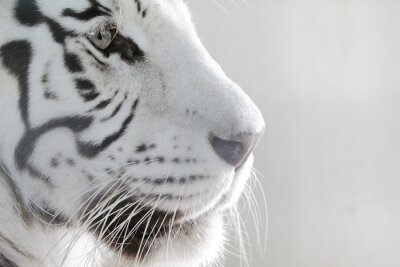 Papier peint  Gros plan portrait de tigre blanc