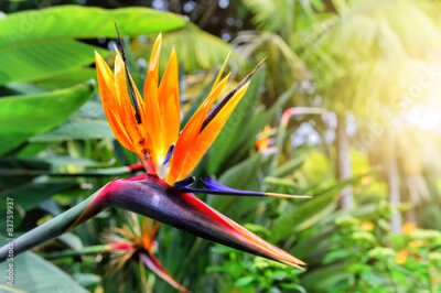 Papier peint  Gros plan Strelitzia reginae (oiseau de paradis de fleurs). Madère est