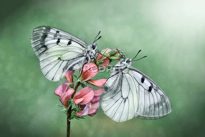 Papier peint  Gros plan sur de superbes papillons sur une fleur