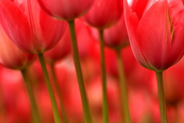 Papier peint  Gros plan sur des bulbes de tulipes