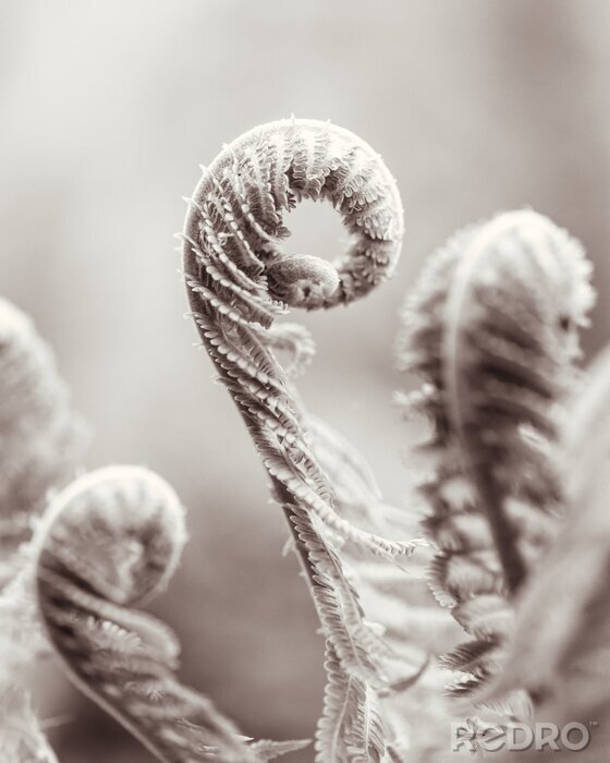 Papier peint  Gros plan sur des feuilles de fougère
