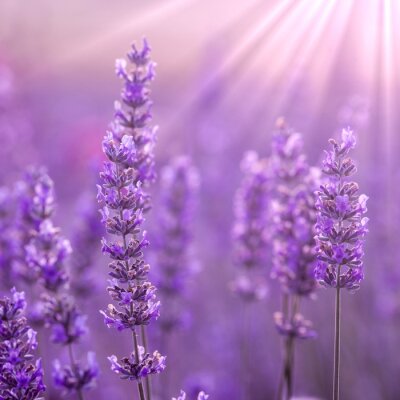 Papier peint  Gros plan sur des fleurs de lavande