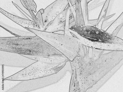 Papier peint  Gros plan sur fleur de strelitzia 