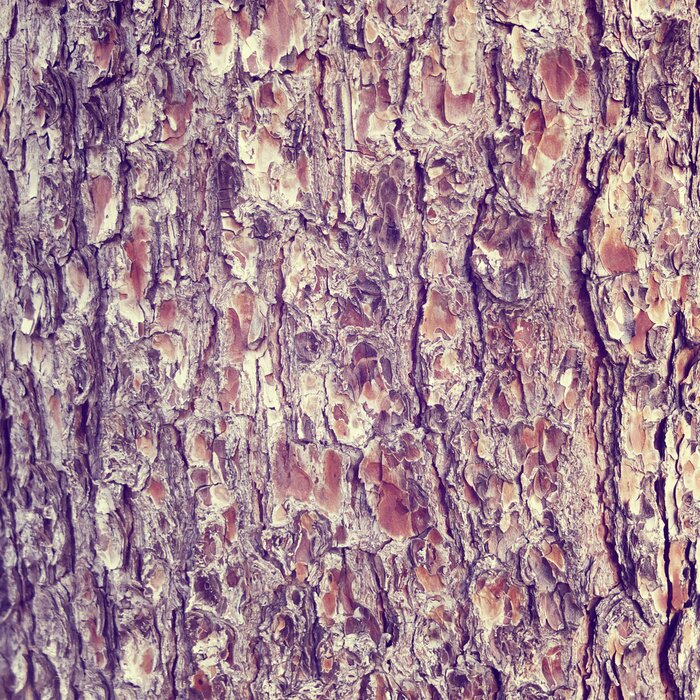 Papier peint  Gros plan sur l'écorce d'un arbre