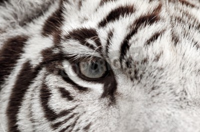 Papier peint  Gros plan sur l'oeil du tigre